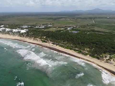 Sargazo — UVEROALTO (Este)