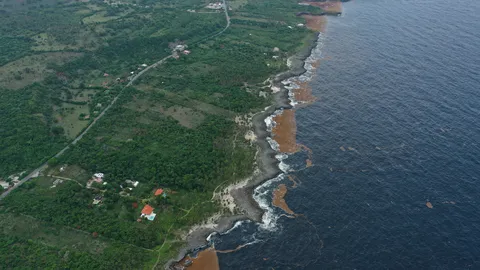 Sargazo — Samaná