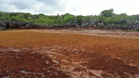 Sargazo — Samaná