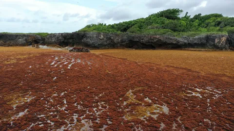 Sargazo — Samaná