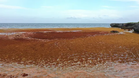 Sargazo — Samaná