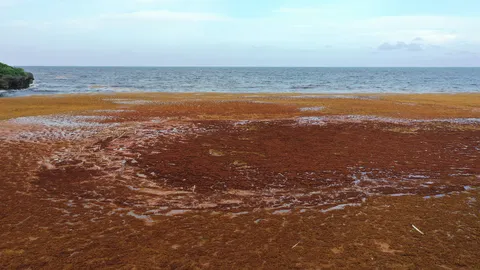 Sargazo — Samaná